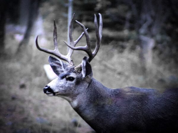 8 Points Photograph by Brian Sims Photography