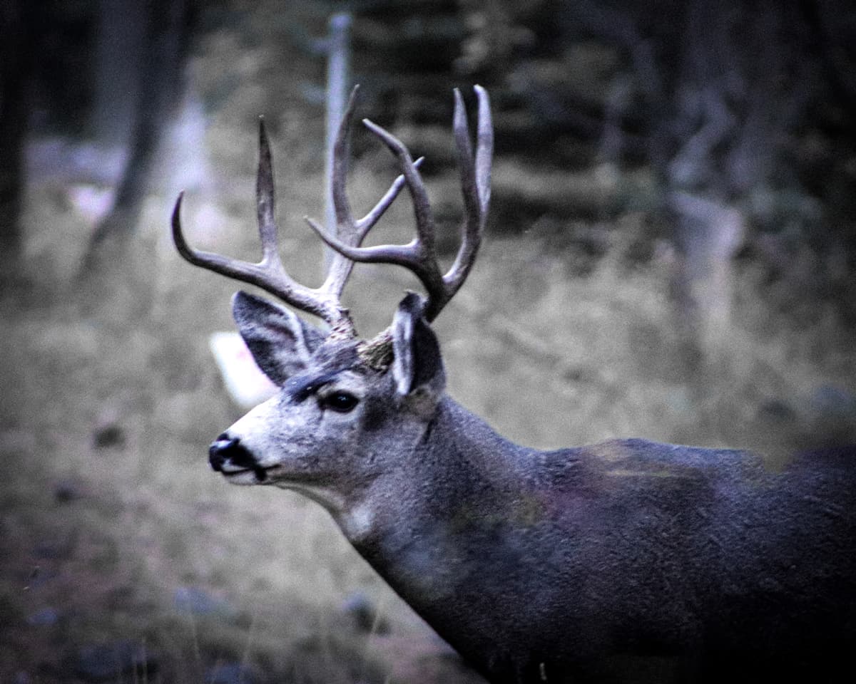 8 Points Photograph by Brian Sims Photography