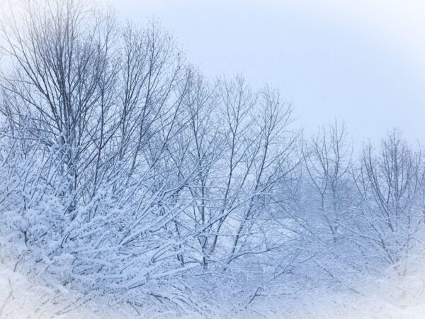 Frosty Photograph by Brian Sims Photography