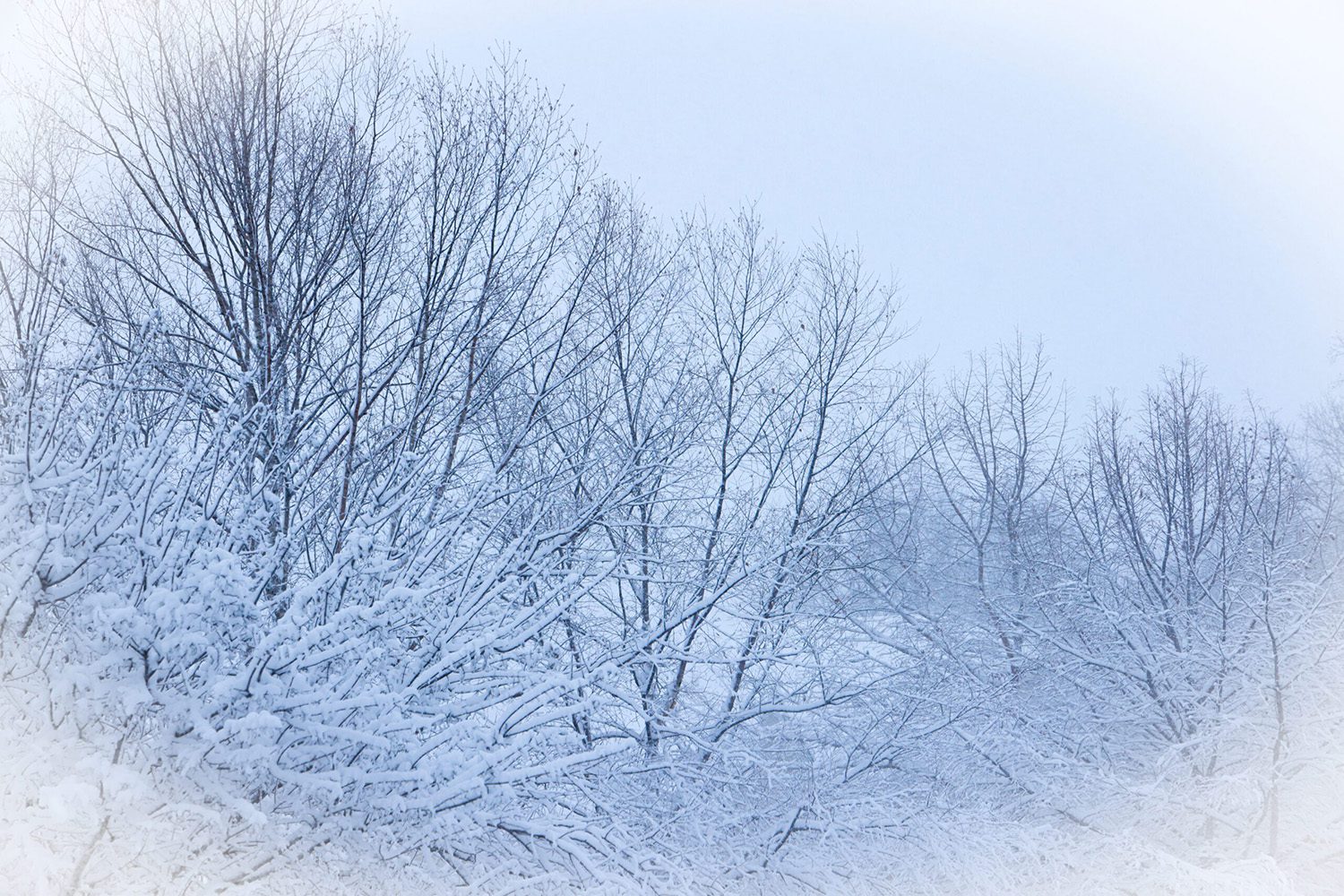 Frosty Photograph by Brian Sims Photography