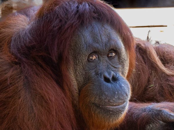 Orangutan Photograph by Brian Sims Photography