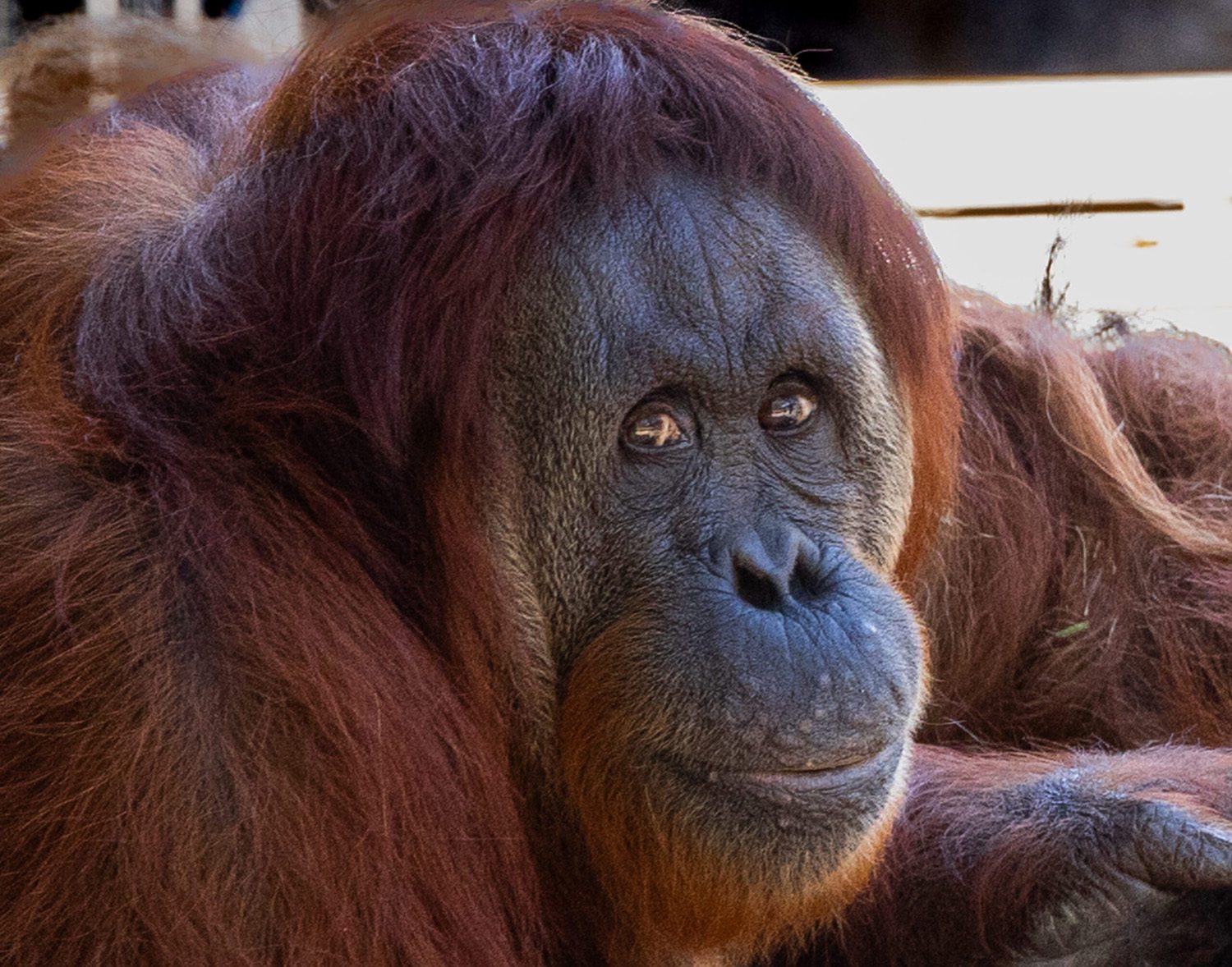 Orangutan Photograph by Brian Sims Photography