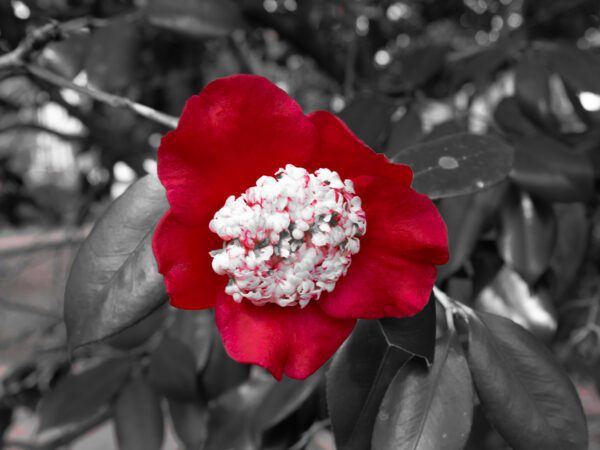 Savannah's Flower Photograph by Brian Sims Photography